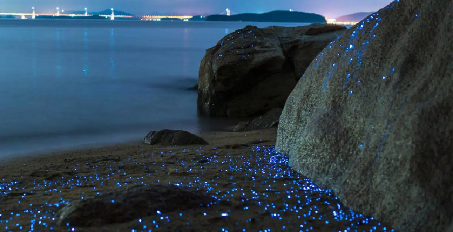 Playas Bioluminiscentes Holbox Istock 1200 MD